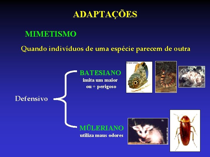 ADAPTAÇÕES MIMETISMO Quando indivíduos de uma espécie parecem de outra BATESIANO imita um maior ADAPTAÇÕES MIMETISMO Quando indivíduos de uma espécie parecem de outra BATESIANO imita um maior