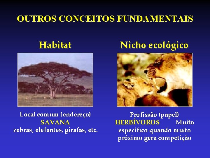 OUTROS CONCEITOS FUNDAMENTAIS Habitat Nicho ecológico Local comum (endereço) SAVANA zebras, elefantes, girafas, etc. OUTROS CONCEITOS FUNDAMENTAIS Habitat Nicho ecológico Local comum (endereço) SAVANA zebras, elefantes, girafas, etc.
