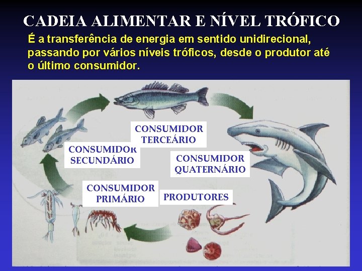 CADEIA ALIMENTAR E NÍVEL TRÓFICO É a transferência de energia em sentido unidirecional, passando CADEIA ALIMENTAR E NÍVEL TRÓFICO É a transferência de energia em sentido unidirecional, passando