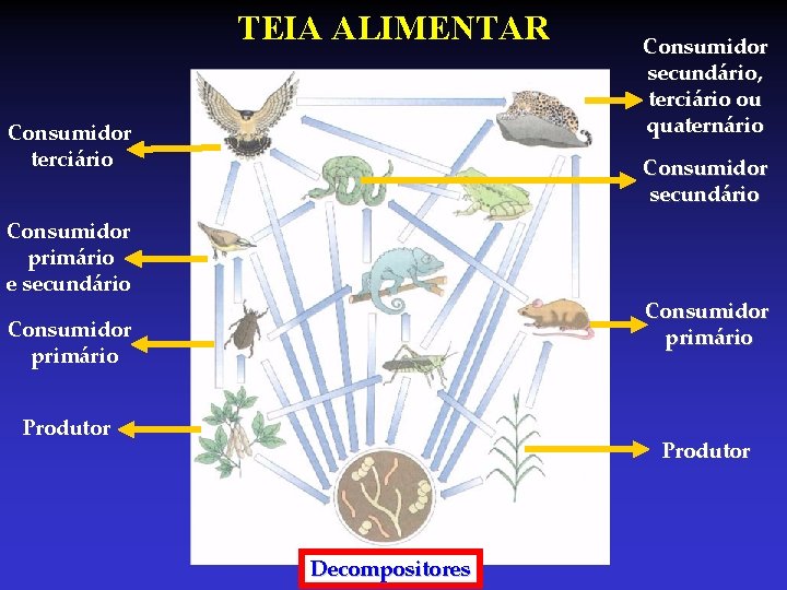 TEIA ALIMENTAR Consumidor terciário Consumidor secundário, terciário ou quaternário Consumidor secundário Consumidor primário e TEIA ALIMENTAR Consumidor terciário Consumidor secundário, terciário ou quaternário Consumidor secundário Consumidor primário e