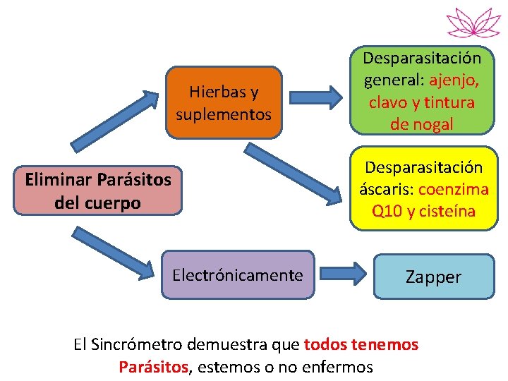 Hierbas y suplementos Desparasitación general: ajenjo, clavo y tintura de nogal Desparasitación áscaris: coenzima