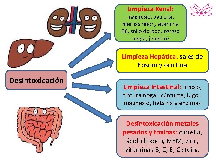 Limpieza Renal: magnesio, uva ursi, hierbas riñón, vitamina B 6, sello dorado, cereza negra,