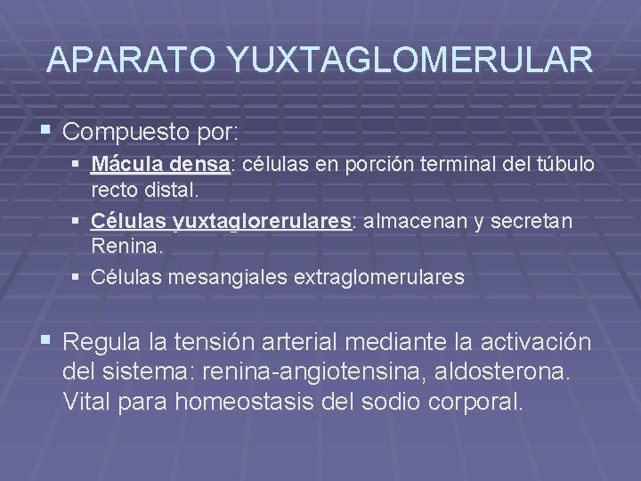 APARATO YUXTAGLOMERULAR § Compuesto por: § Mácula densa: células en porción terminal del túbulo