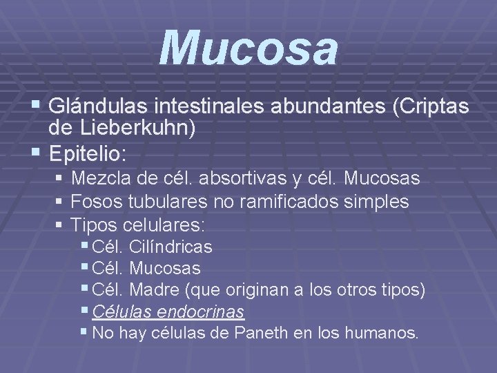 Mucosa § Glándulas intestinales abundantes (Criptas de Lieberkuhn) § Epitelio: § Mezcla de cél.