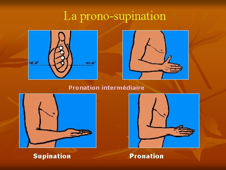 La prono-supination Pronation intermédiaire Supination Pronation 