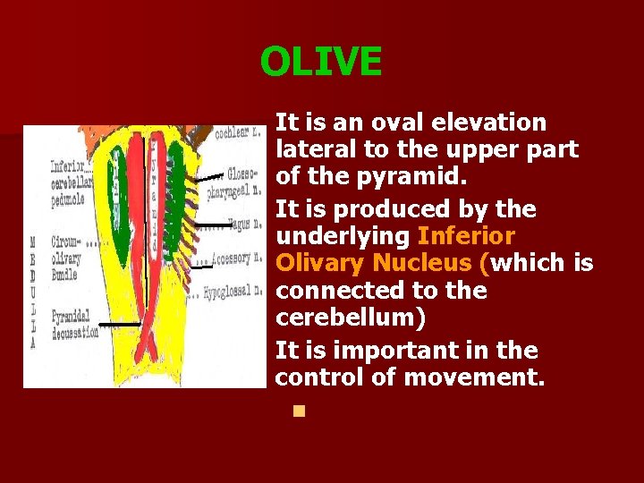 OLIVE It is an oval elevation lateral to the upper part of the pyramid.