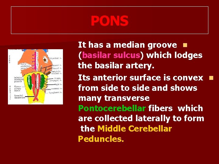 PONS It has a median groove n (basilar sulcus) which lodges the basilar artery.