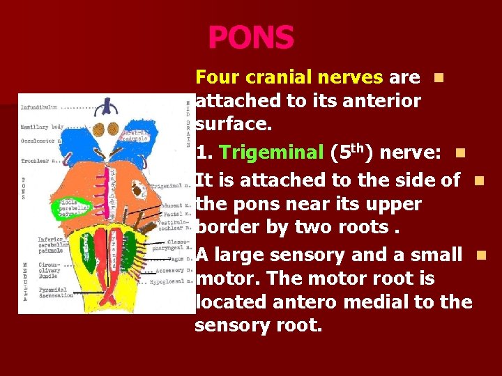 PONS Four cranial nerves are n attached to its anterior surface. 1. Trigeminal (5