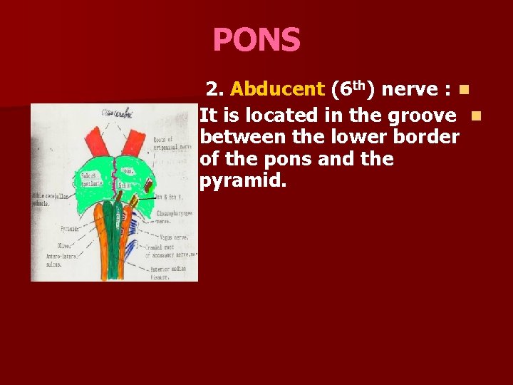 PONS 2. Abducent (6 th) nerve : n It is located in the groove