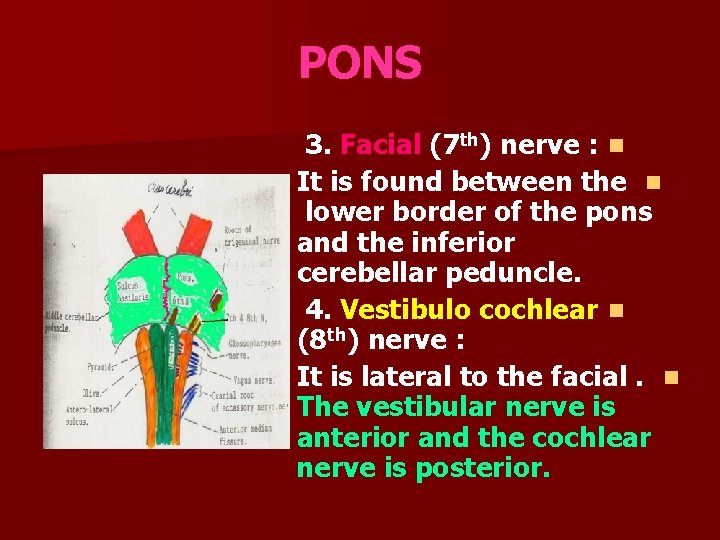 PONS 3. Facial (7 th) nerve : n It is found between the n