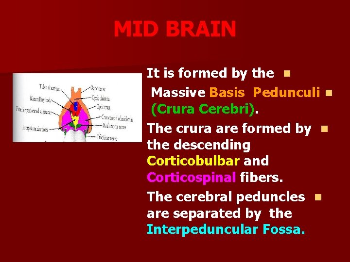 MID BRAIN It is formed by the n Massive Basis Pedunculi n (Crura Cerebri).