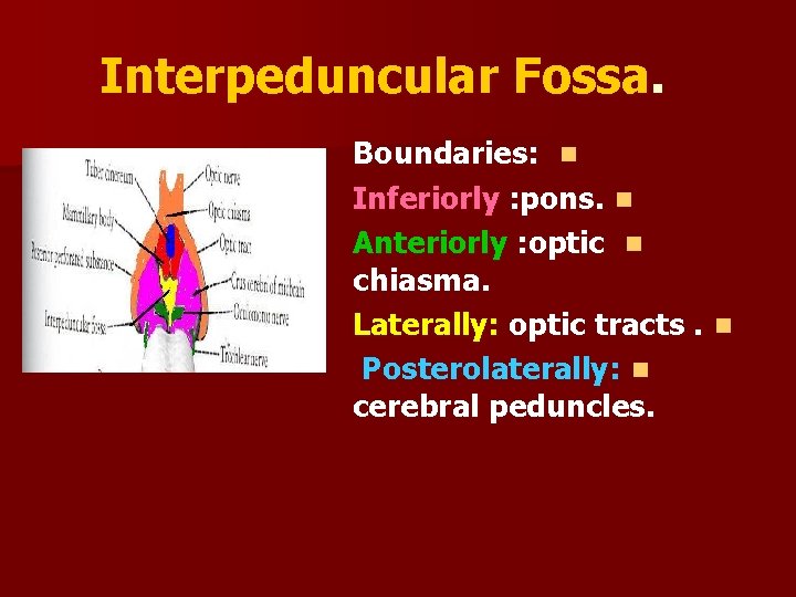 Interpeduncular Fossa. Boundaries: n Inferiorly : pons. n Anteriorly : optic n chiasma. Laterally: