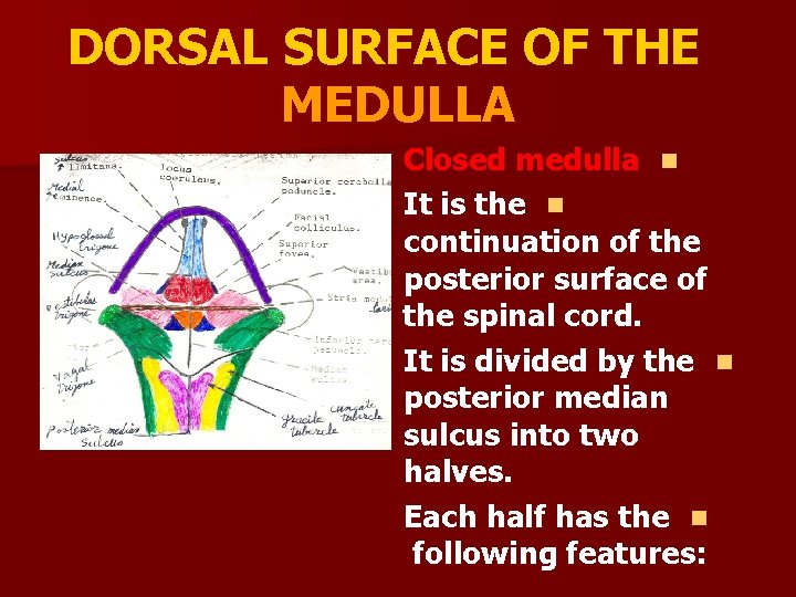 DORSAL SURFACE OF THE MEDULLA Closed medulla n It is the n continuation of