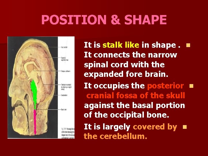 POSITION & SHAPE It is stalk like in shape. n It connects the narrow