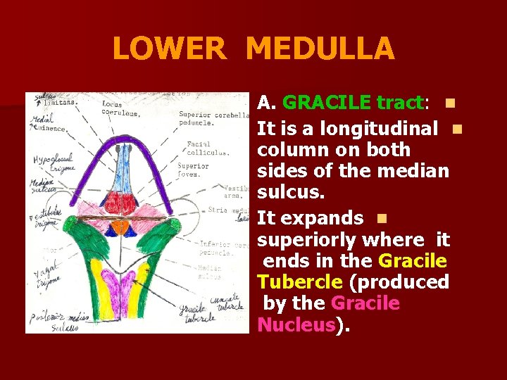 LOWER MEDULLA A. GRACILE tract: n It is a longitudinal n column on both