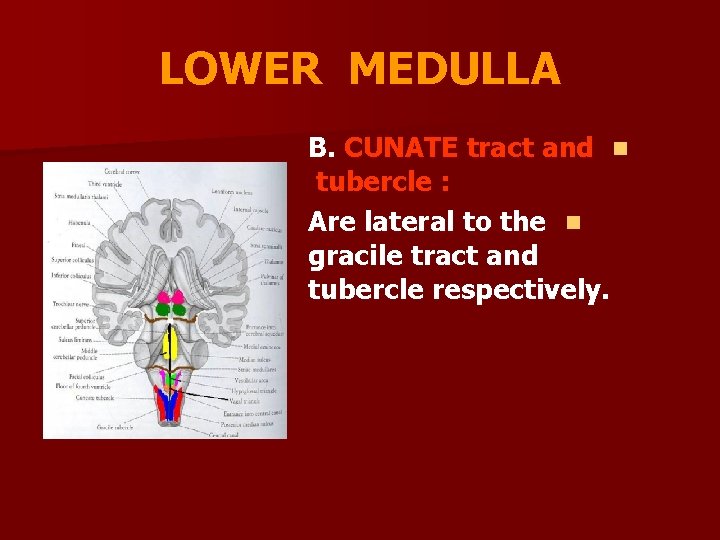 LOWER MEDULLA B. CUNATE tract and n tubercle : Are lateral to the n