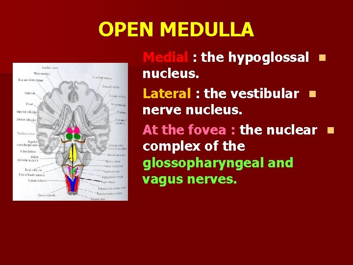 OPEN MEDULLA Medial : the hypoglossal n nucleus. Lateral : the vestibular n nerve
