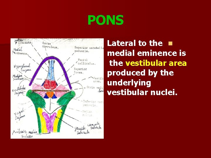 PONS Lateral to the n medial eminence is the vestibular area produced by the