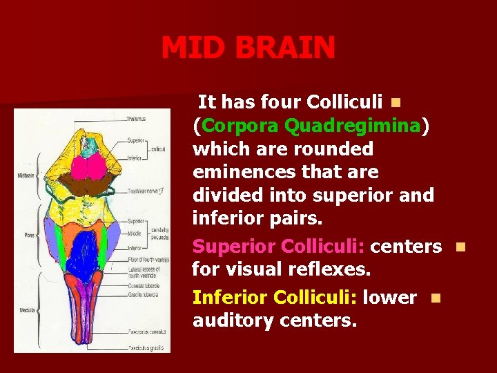 MID BRAIN It has four Colliculi n (Corpora Quadregimina) which are rounded eminences that