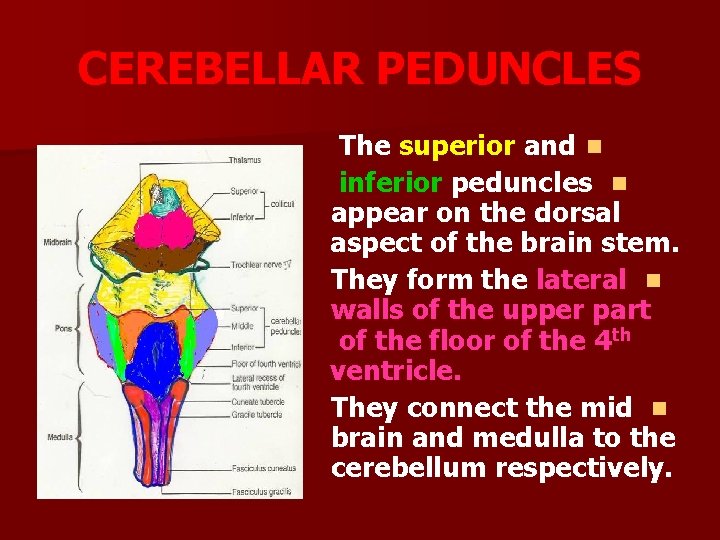 CEREBELLAR PEDUNCLES The superior and n inferior peduncles n appear on the dorsal aspect