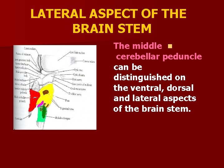 LATERAL ASPECT OF THE BRAIN STEM The middle n cerebellar peduncle can be distinguished