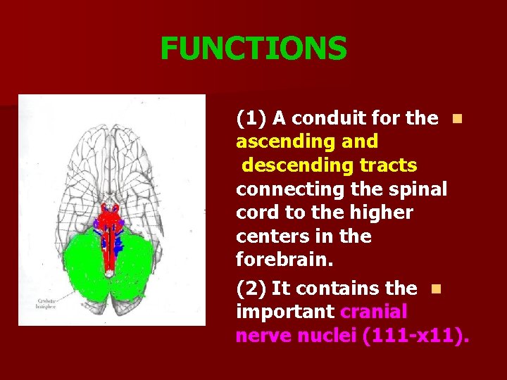 FUNCTIONS (1) A conduit for the n ascending and descending tracts connecting the spinal