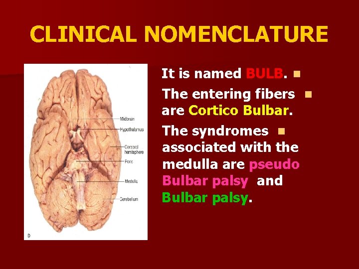 CLINICAL NOMENCLATURE It is named BULB. n The entering fibers n are Cortico Bulbar.