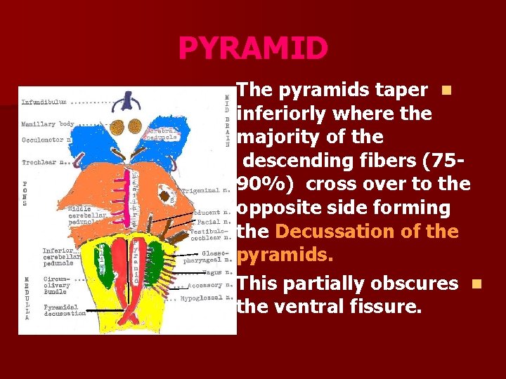 PYRAMID The pyramids taper n inferiorly where the majority of the descending fibers (7590%)