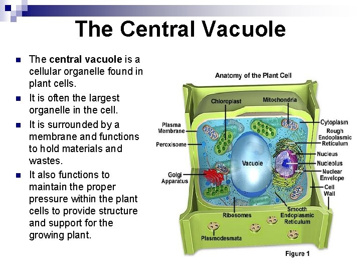 The Central Vacuole n n The central vacuole is a cellular organelle found in