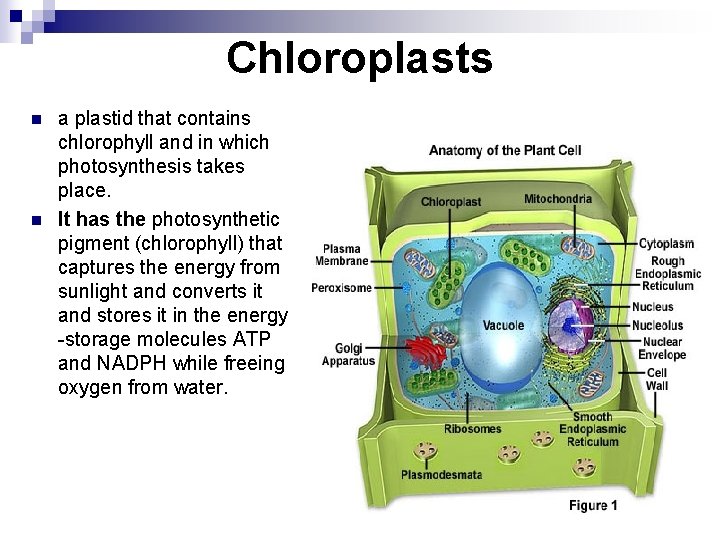 Chloroplasts n n a plastid that contains chlorophyll and in which photosynthesis takes place.