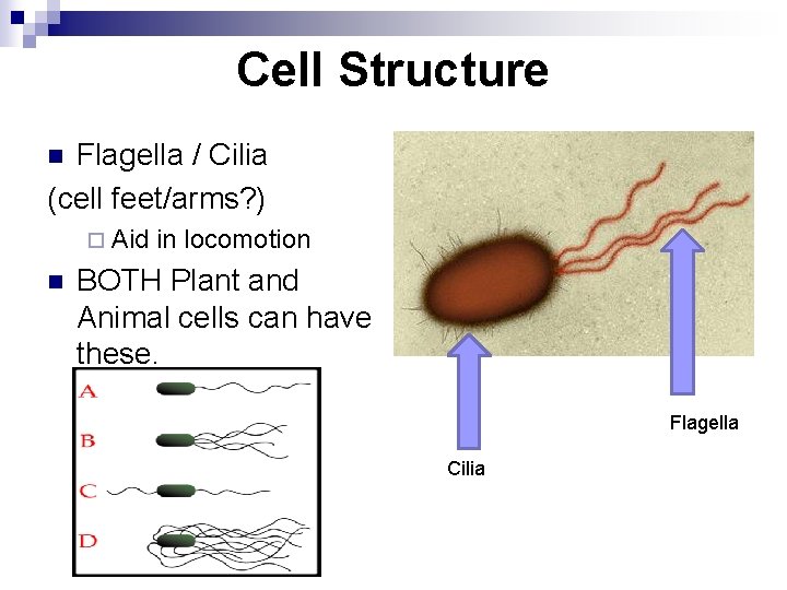 Cell Structure Flagella / Cilia (cell feet/arms? ) n ¨ Aid in locomotion n