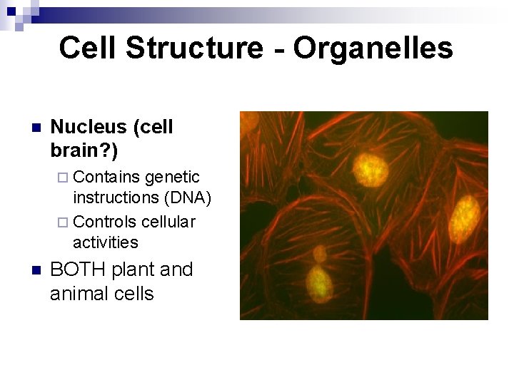 Cell Structure - Organelles n Nucleus (cell brain? ) ¨ Contains genetic instructions (DNA)