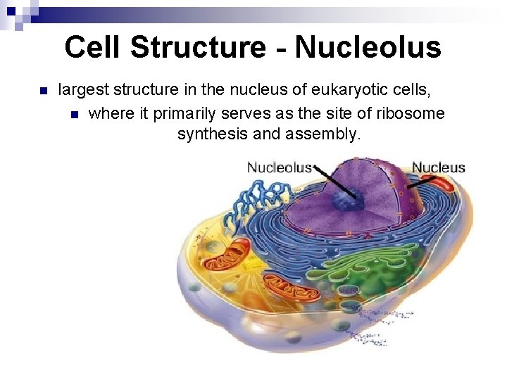 Cell Structure - Nucleolus n largest structure in the nucleus of eukaryotic cells, n