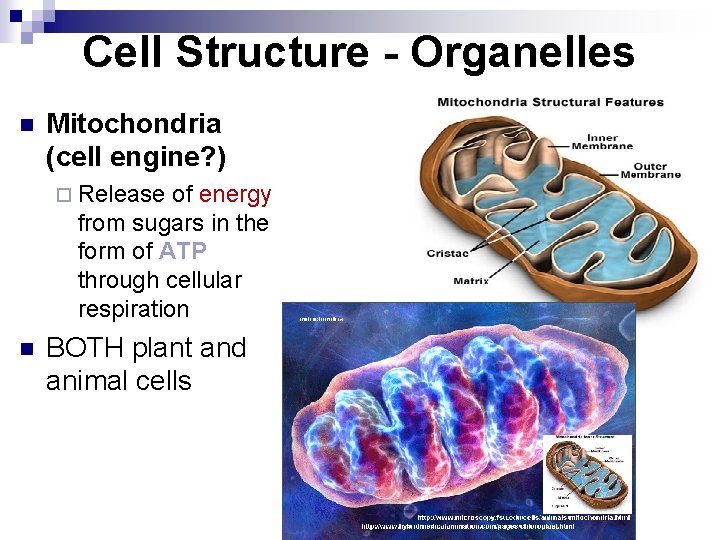 Cell Structure - Organelles n Mitochondria (cell engine? ) ¨ Release of energy from