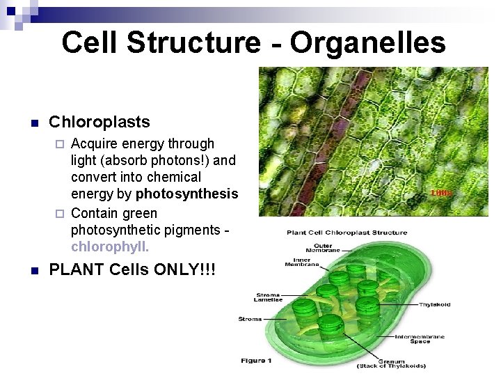 Cell Structure - Organelles n Chloroplasts Acquire energy through light (absorb photons!) and convert