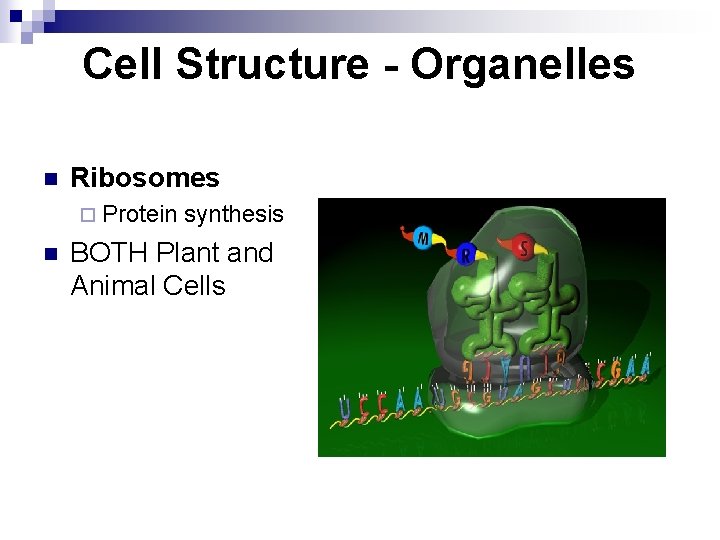 Cell Structure - Organelles n Ribosomes ¨ Protein synthesis n BOTH Plant and Animal