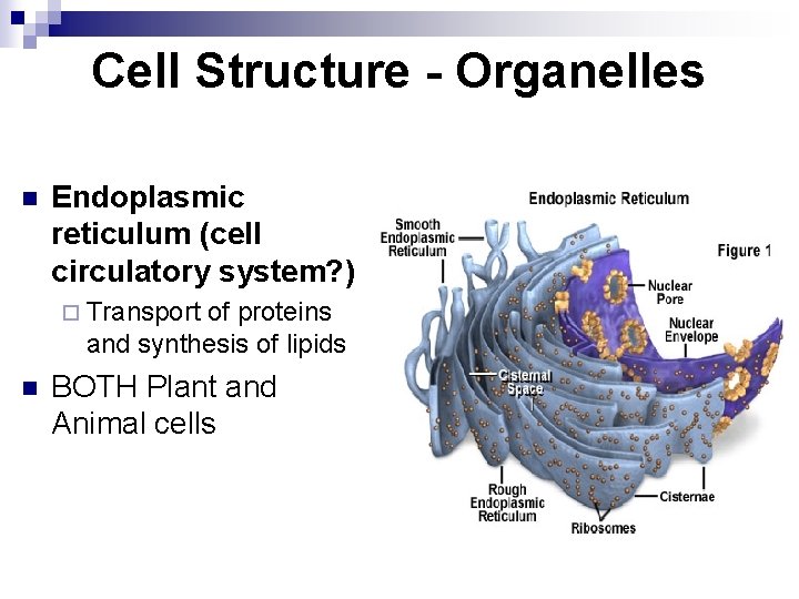 Cell Structure - Organelles n Endoplasmic reticulum (cell circulatory system? ) ¨ Transport of