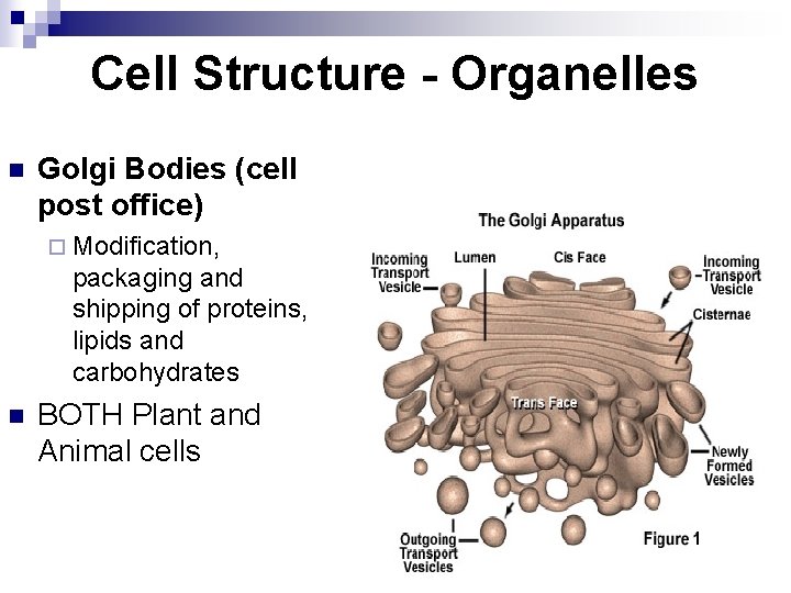 Cell Structure - Organelles n Golgi Bodies (cell post office) ¨ Modification, packaging and