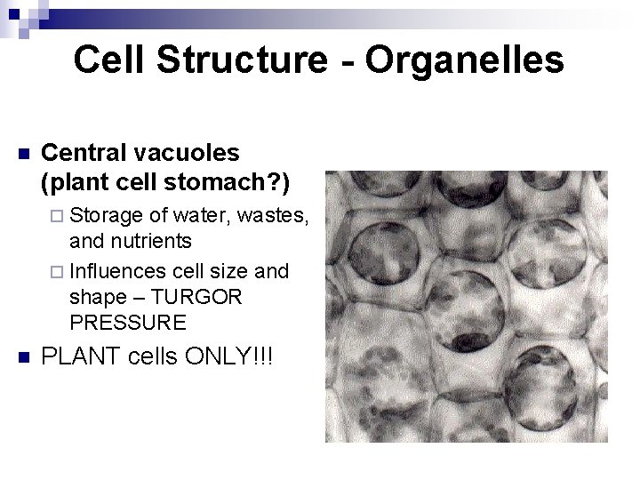 Cell Structure - Organelles n Central vacuoles (plant cell stomach? ) ¨ Storage of