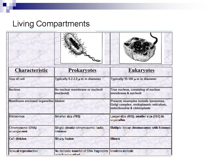 Living Compartments 