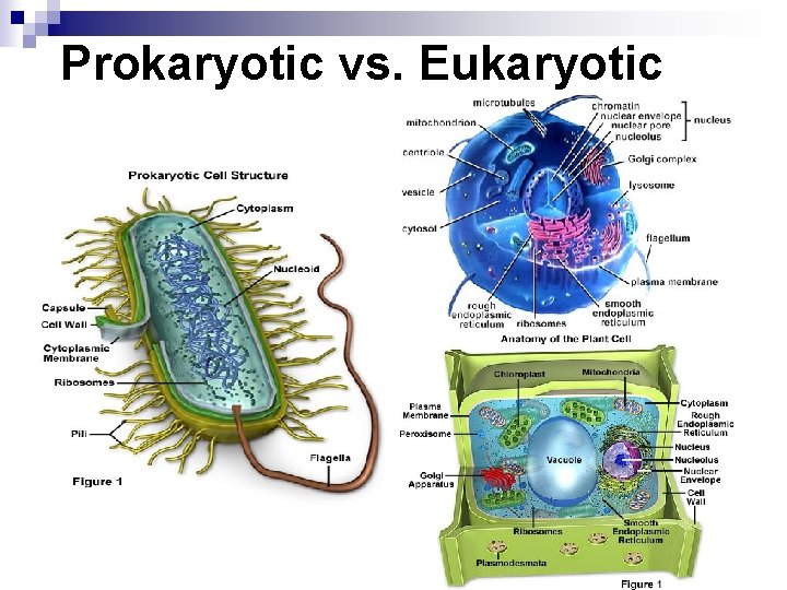 Prokaryotic vs. Eukaryotic 