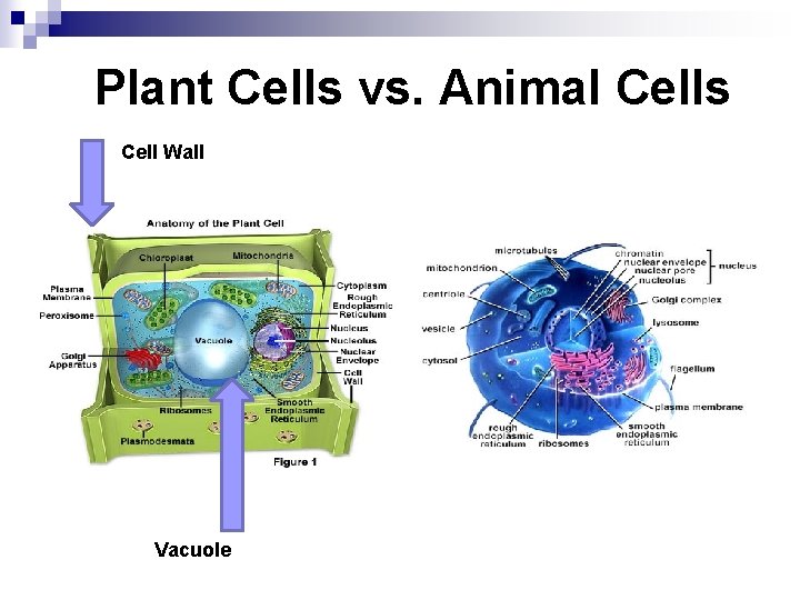 Plant Cells vs. Animal Cells Cell Wall Vacuole 
