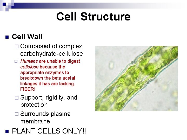 Cell Structure n Cell Wall ¨ Composed of complex carbohydrate-cellulose ¨ Humans are unable