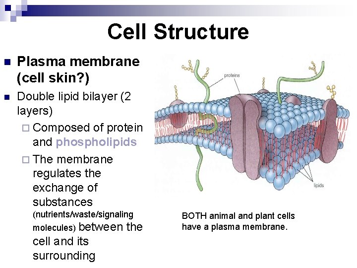 Cell Structure n Plasma membrane (cell skin? ) n Double lipid bilayer (2 layers)