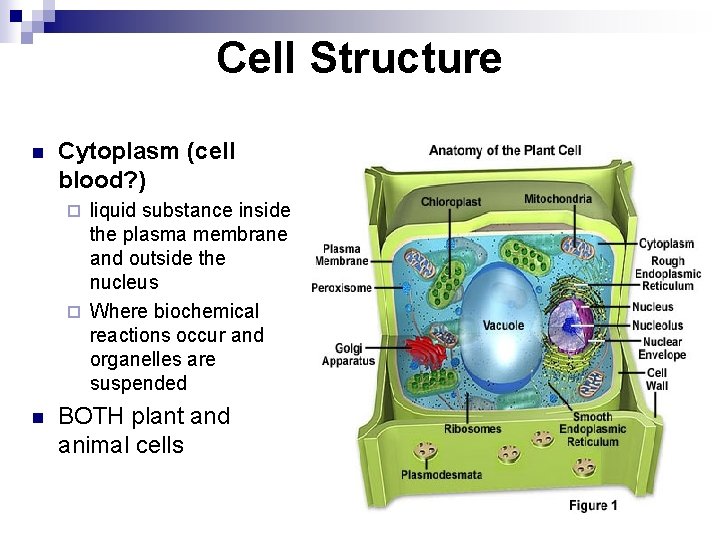 Cell Structure n Cytoplasm (cell blood? ) liquid substance inside the plasma membrane and