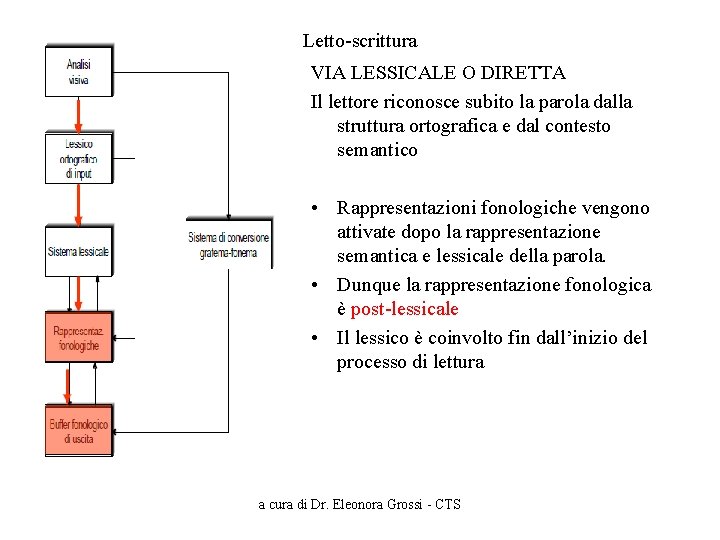 Letto-scrittura VIA LESSICALE O DIRETTA Il lettore riconosce subito la parola dalla struttura ortografica