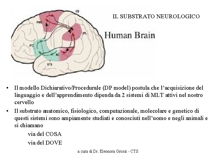 IL SUBSTRATO NEUROLOGICO • Il modello Dichiarativo/Procedurale (DP model) postula che l’acquisizione del linguaggio