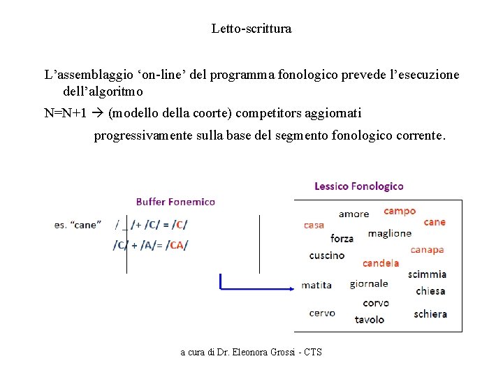 Letto-scrittura L’assemblaggio ‘on-line’ del programma fonologico prevede l’esecuzione dell’algoritmo N=N+1 (modello della coorte) competitors