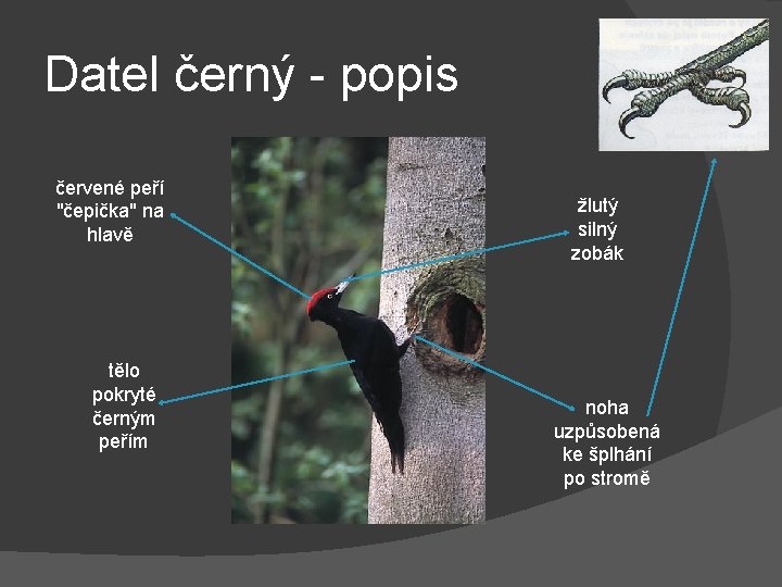 Datel černý - popis červené peří "čepička" na hlavě tělo pokryté černým peřím žlutý