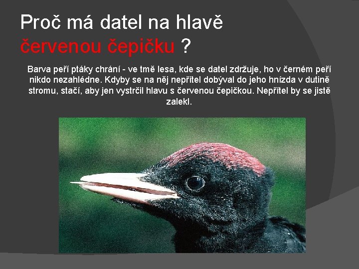 Proč má datel na hlavě červenou čepičku ? Barva peří ptáky chrání - ve